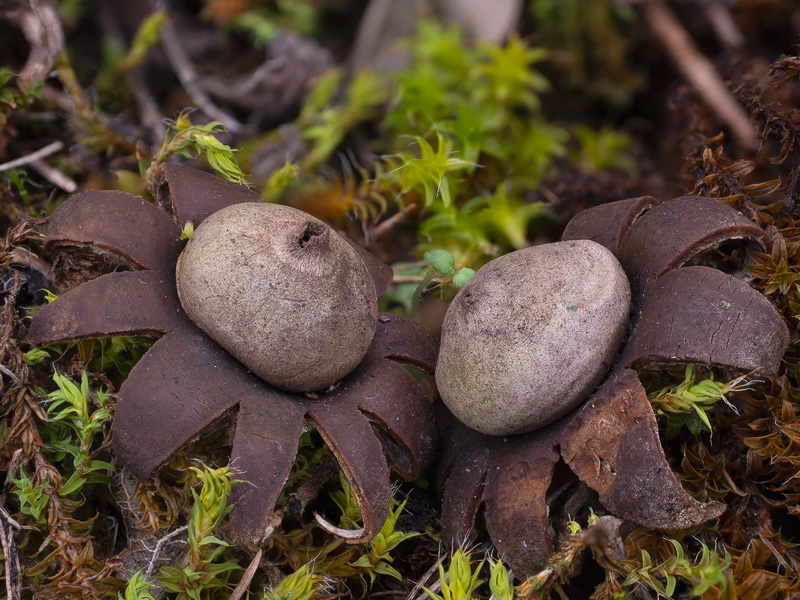 Geastrum granulosum